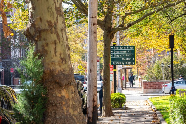 Mature trees, clear signage, and easy sidewalks are the norm near downtown New Haven.