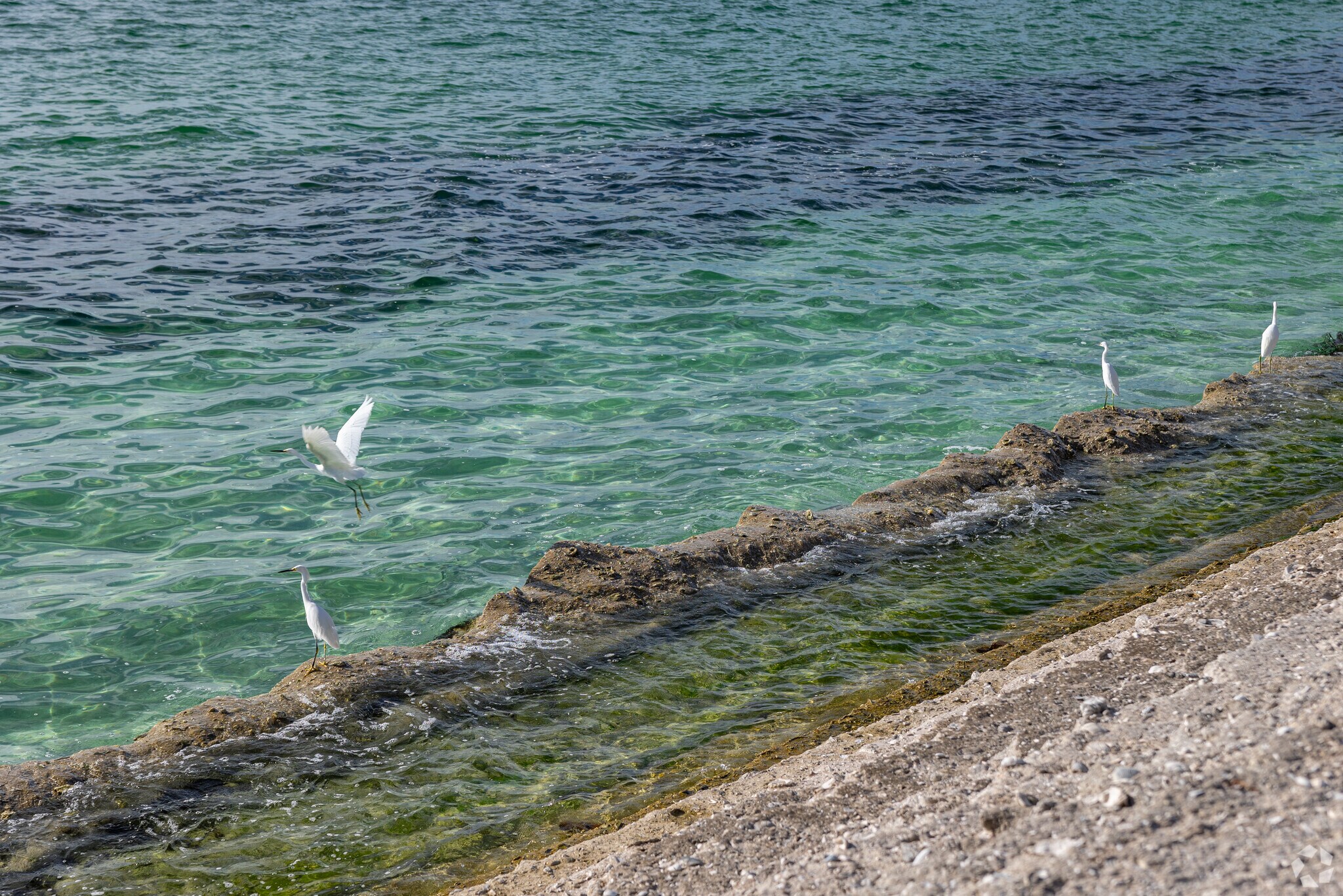 Palmer Point  is a serene island with clear waters and lots of local wildlife.