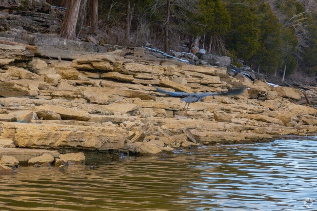 Locals can watch Blue Heron's take off from the shores of Percy Priest Lake.