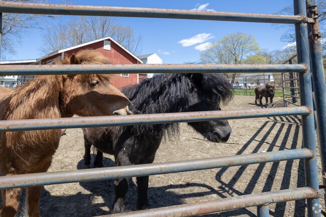 Shetland ponies can be found in the rural community of Gray, Maine.