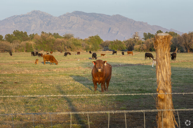 Several cattle ranches still exist near Gladden Farms.