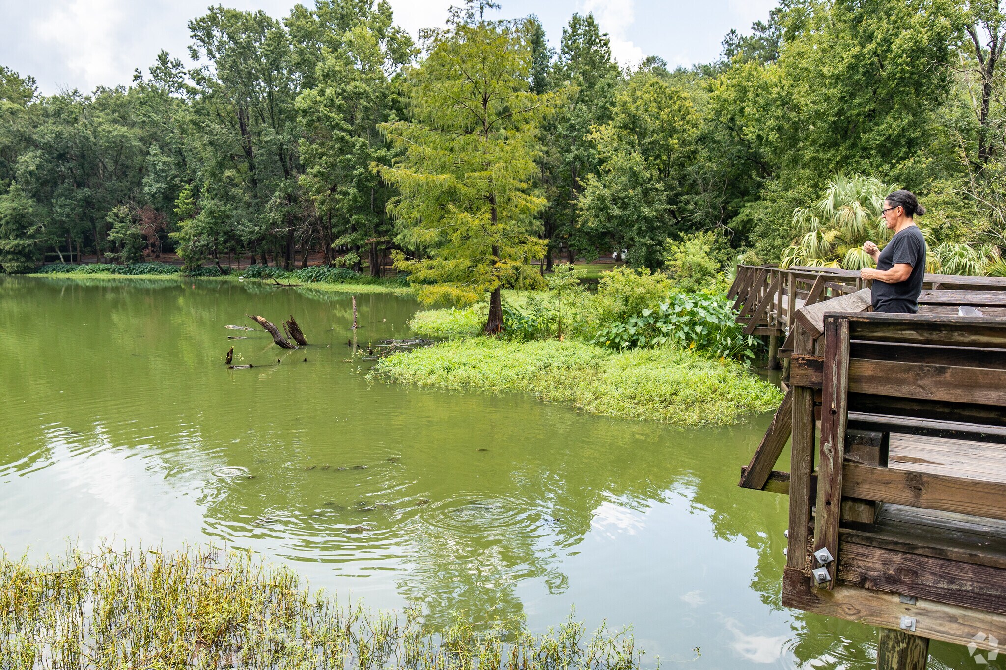 Feed some turtles in San Luis Mission Park in Tallahassee, FL.