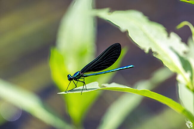 Wildlife at Cato's Ridge in Plympton includes this damsel fly, a relative of dragonflies.