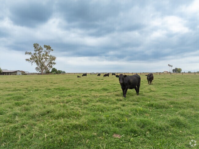 Residents enjoy scenic views of farmland and livestock in Gustine.