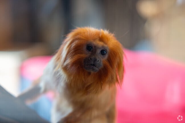 Stop by Oglebay Park just outside of Fulton-Glenwood to meet some furry friends.
