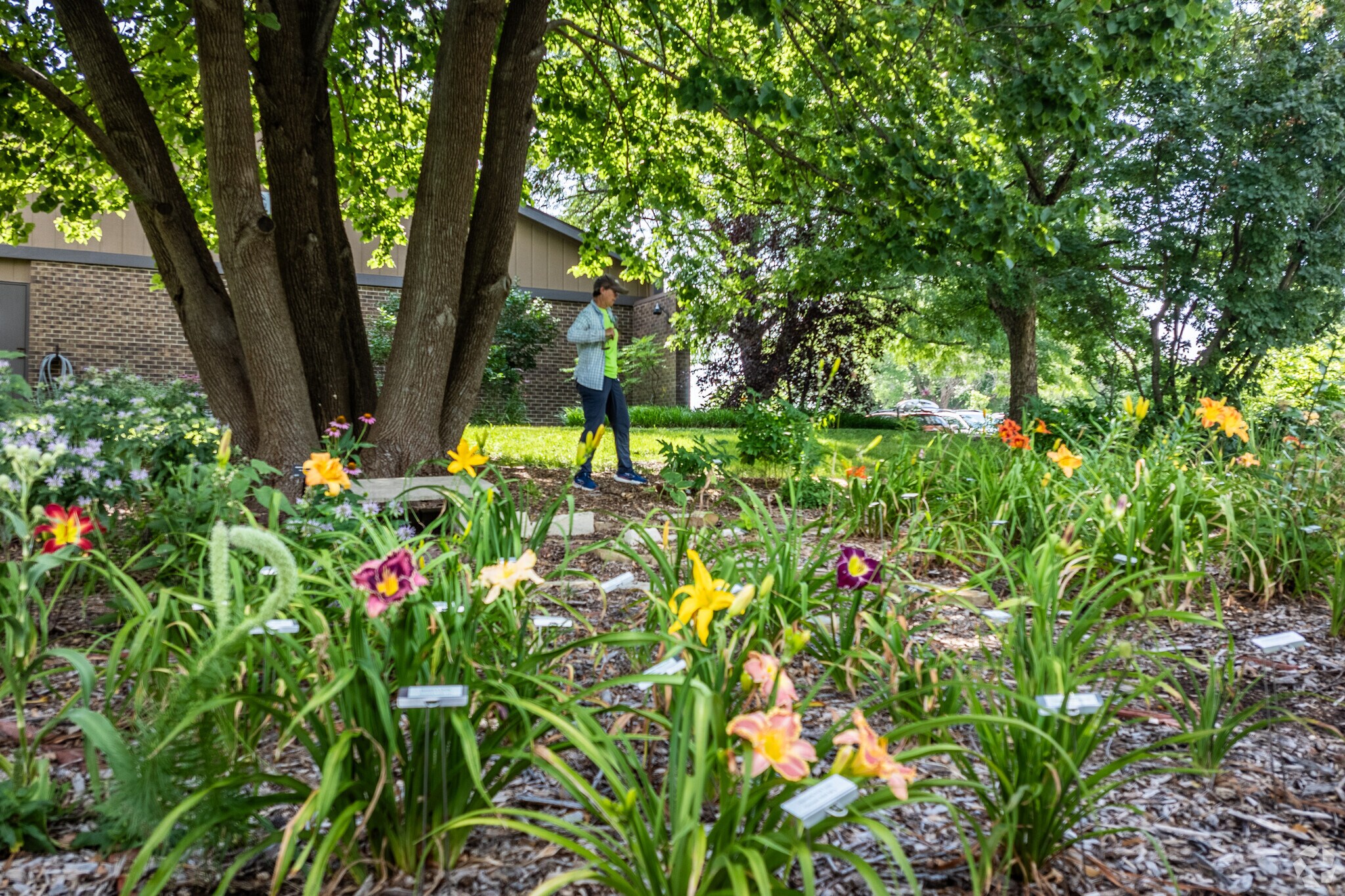 The Fair ground have a good selection of lily's blooming in the community garden.