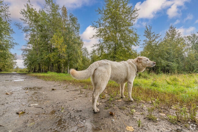 Your dogs will love the miles of nature trails at Connors Bog Dog Park in Sand Lake.