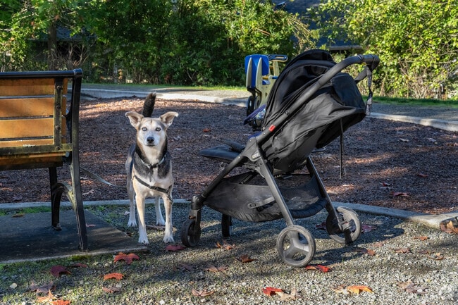 Northlake Terrace parks are dog-friendly and offer shaded walking paths.