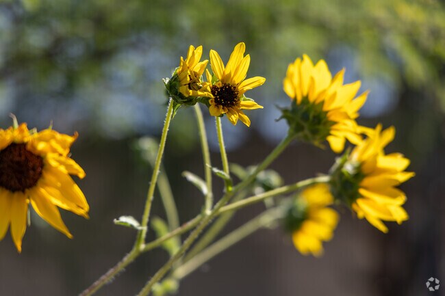 Beautiful sunflowers pop along the residential roads of Doolen-Fruitvale.