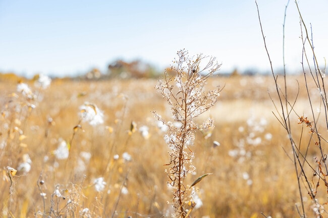 Plants and animals grow wild and free in the Whitfield Wildlife Conservation area.
