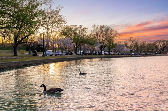 Geese float at dusk in Fountain Lake in Byrd Park