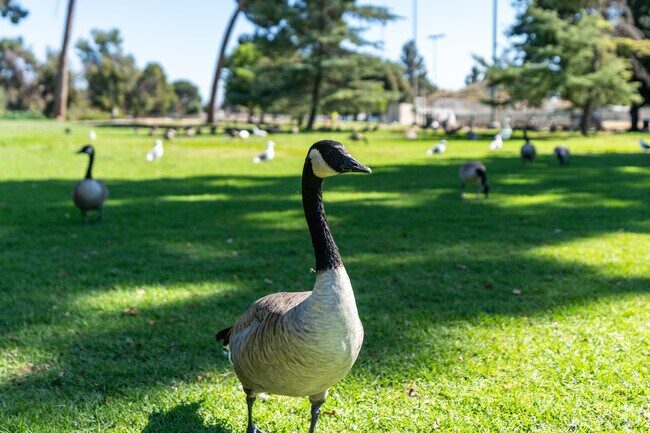 Ducks walk right up to you at Reseda Park in Reseda.
