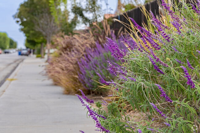 Bright purple flowers brighten up this sidewalk along the homes of Meadow View.