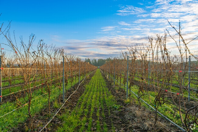 McMinnville is known as the heart of the Willamette Valley wine region.