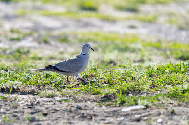 The Eurasian Collared Dove is native to the Rio Grande City area.