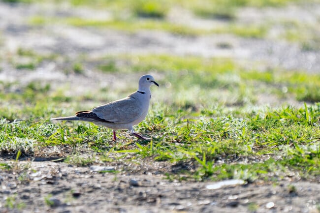 The Eurasian Collared Dove is native to the Rio Grande City area.
