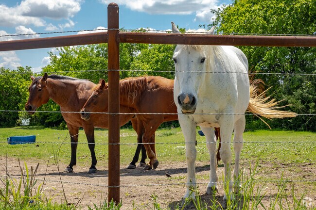 Look into the eyes and see the beauty in the animals in Midlothian, TX.