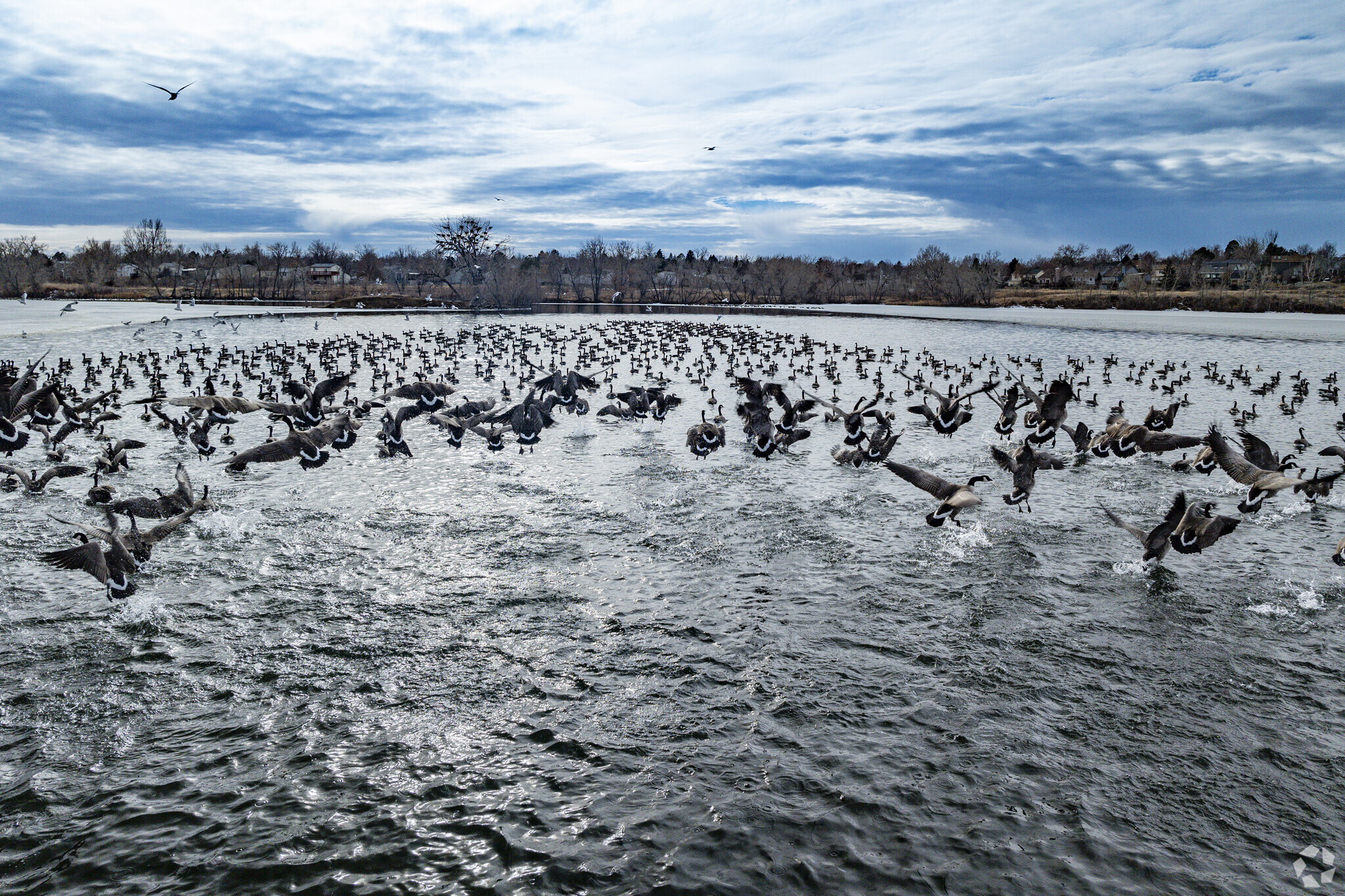 In Prides Crossing, Colorado you'll find local wildlife at Quincy Reservoir.