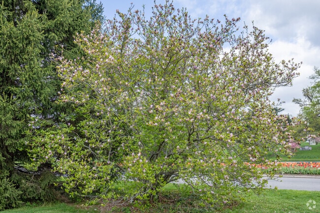 Northside residents head to Spring Grove Cemetery and Arboretum to check out blooming flora.