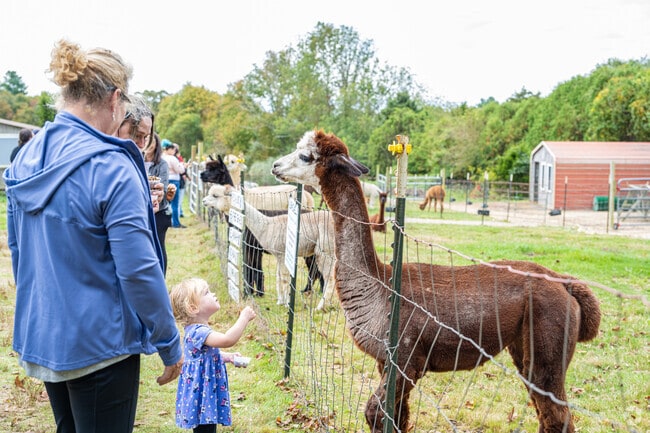 National Alpaca Day in Freetown is a celebration of the gentle creature.