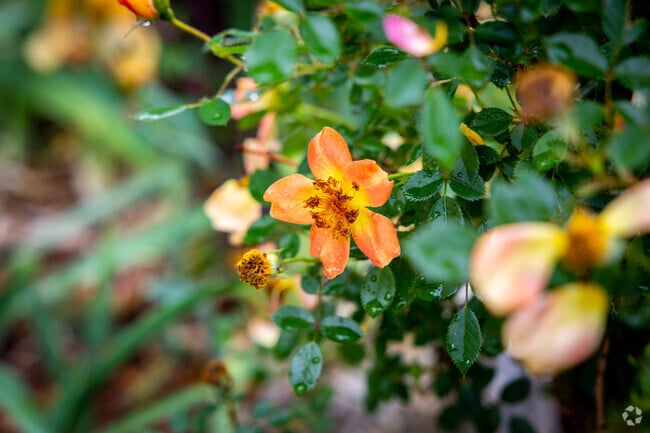 Flowers and landscaping are popular in the Crown Heights neighborhood.