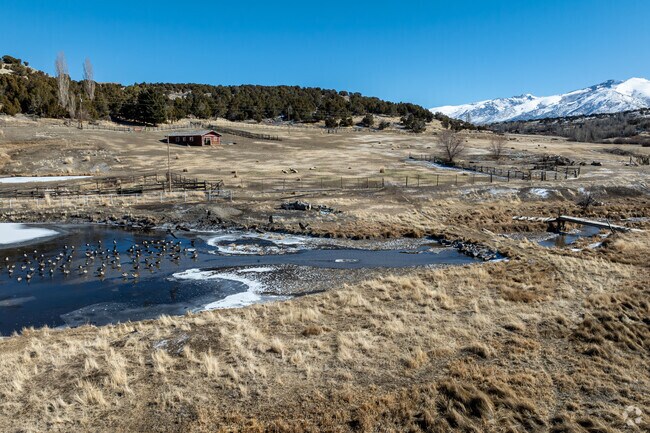 Ducks swim in an icy pond in Spring Creek.