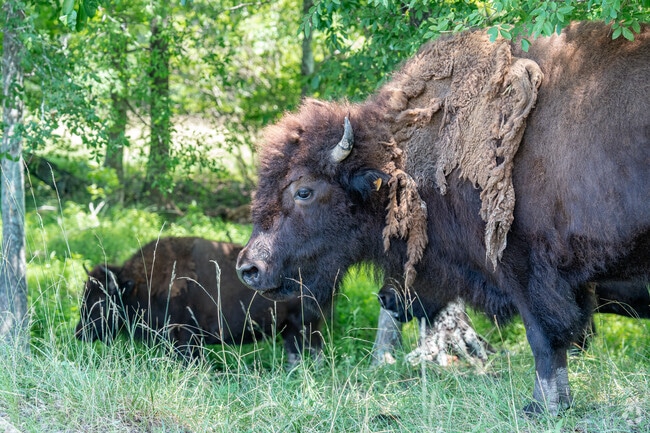 Watch the iconic bison at Shelby Farms near Keswick Sulgrave as they roam the open fields.