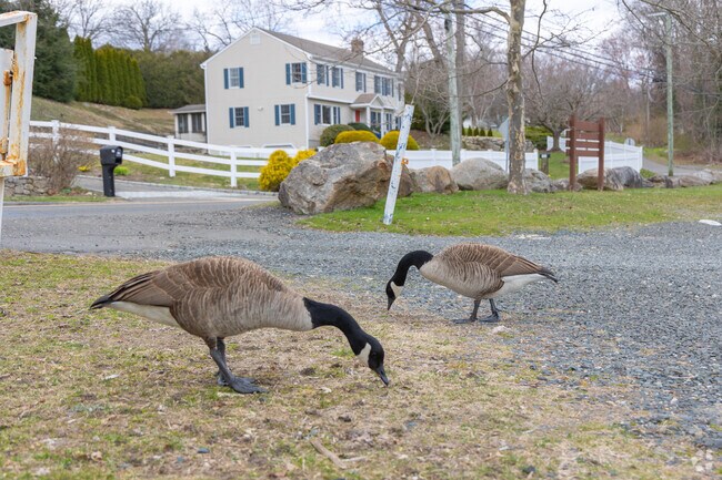 Woods Pond is a perfect place to relax among local wildlife.