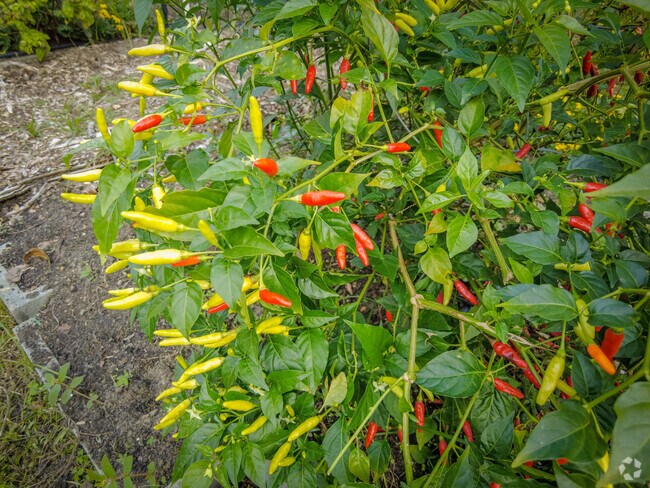 Macon Community Garden includes pepper plants and seasonal produce grown by local residents.