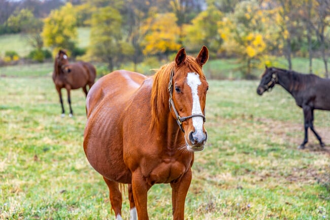 Jimtown has many horse farms that are for breeding, boarding, retirement or training horses.