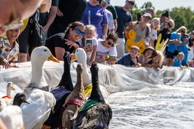 Watch some ducks run at The Mount Airy Duck Race.