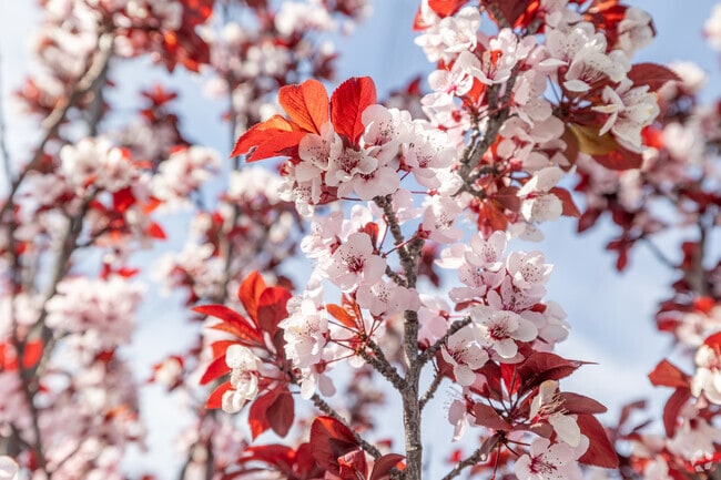 Seasonal blossoms add vibrant color to the scenic Marina Point neighborhood.