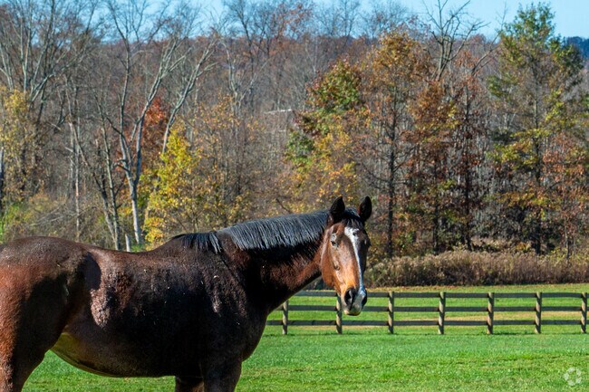 Stroll through Oley and enjoy the many farm animals throughout the town.