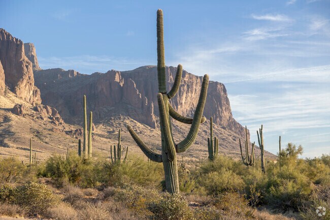 See the iconic saguaro cactus at Lost Dutchman State Park in Apache Junction.