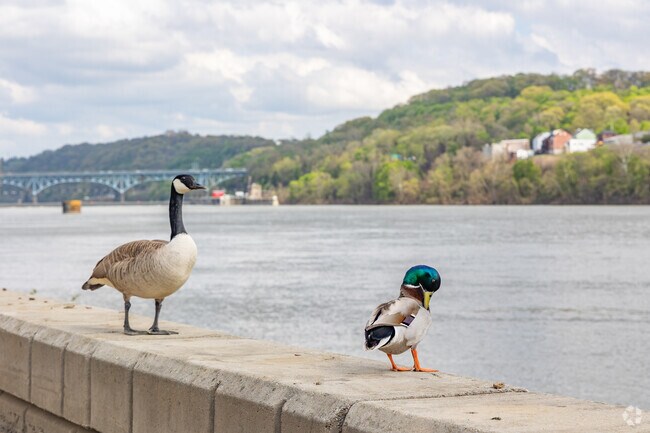 You can feed the ducks and geese at James Sharp Landing.