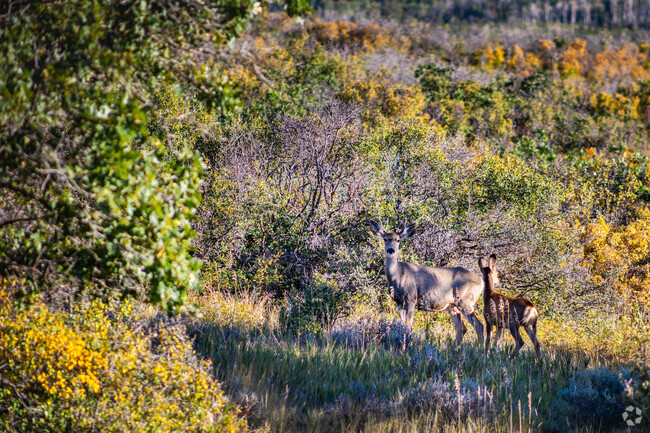 Spot local wildlife up the canyon from East Orchard Mesa.