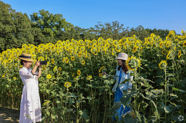 Immerse yourself in the Colby Farm Sunflowers Festival.