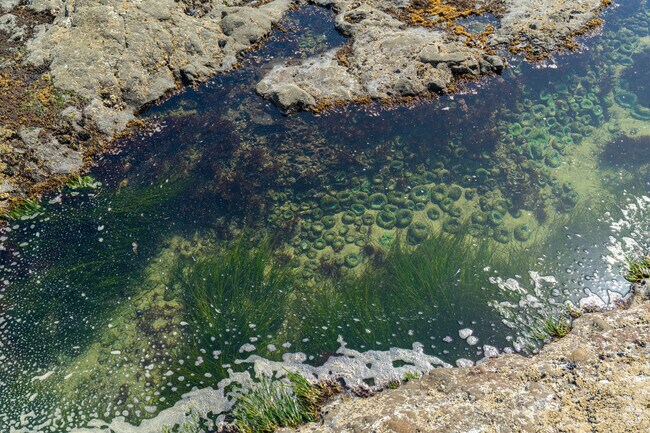Explore the sealife thriving in the tide pools at Yachats State Park and Recreation Site.