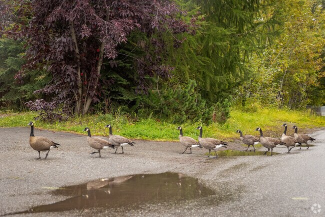 Geese roam through the University Area neighborhood and it's common to find them in groups.