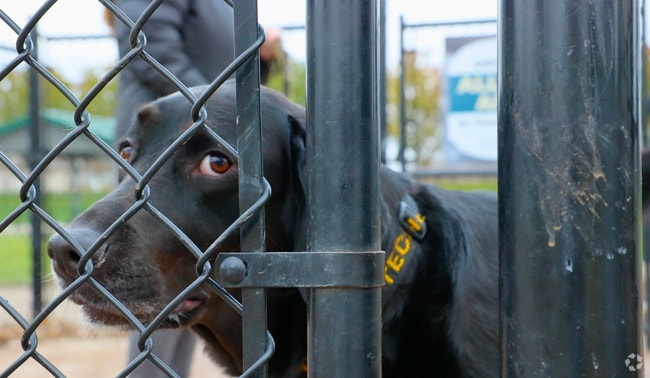 V1_Neighborhood_LapeerTownship_11202023