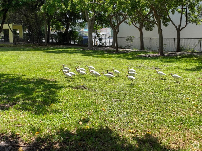 Local flora and fauna can be found all throughout Brownsville despite its proximity to Miami.