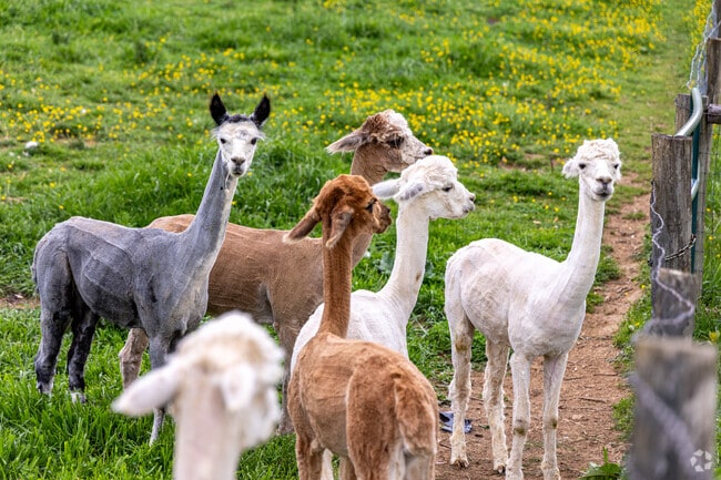 Dreamland Alpacas in Meadowview not only sell their alpacas, but you can meet and feed them as well.