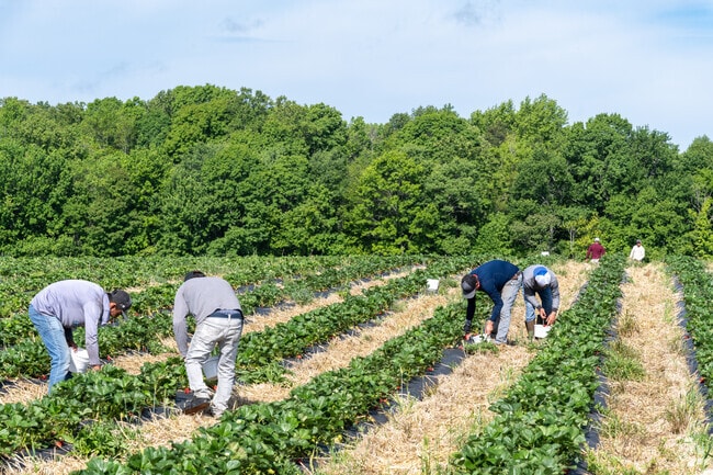 At Clodfelter Farms near Kernersville, you can pick your own strawberries.