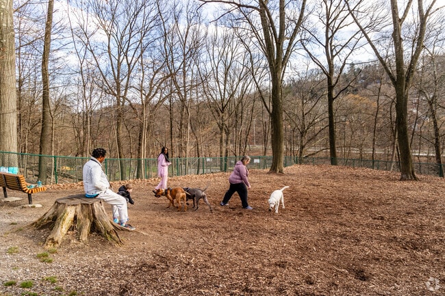 Residents of Churchill take their furry friends for a play date at Forest Hills Park.