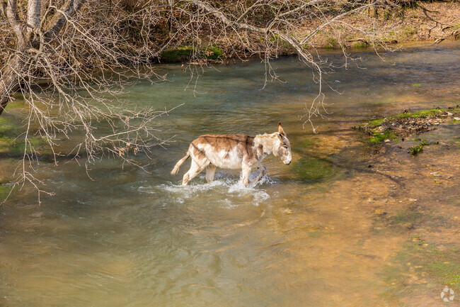 A Missouri mule crosses the James River in Southeast Springfield.