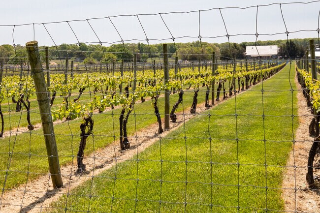 Channing Daughters Winery in Bridgehampton offers tastings among scenic vineyards.