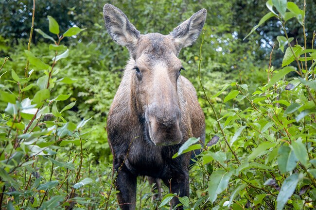 Wildlife is everywhere in Taku/Campbell, moose sightings are common even in neighborhoods.