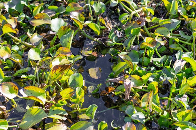 Sweet Home's riverside wetlands are an important part of the local ecosystem.