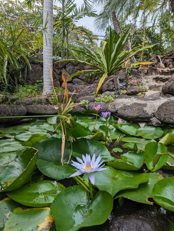 75-228-228 Aloha Kona Dr unit Hale Ola Kona 5 Crab, Kailua-Kona, HI 96740 - photo 4