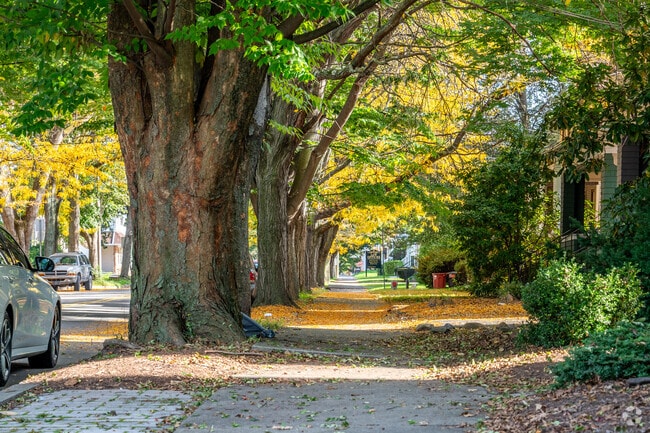 The streets of Kingston are lined with many large gorgeous trees.